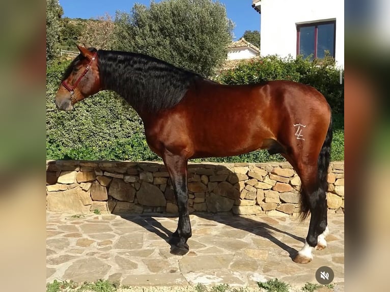 PRE Mix Hengst 4 Jaar 170 cm Bruin in Campo De Camara (Almogia)