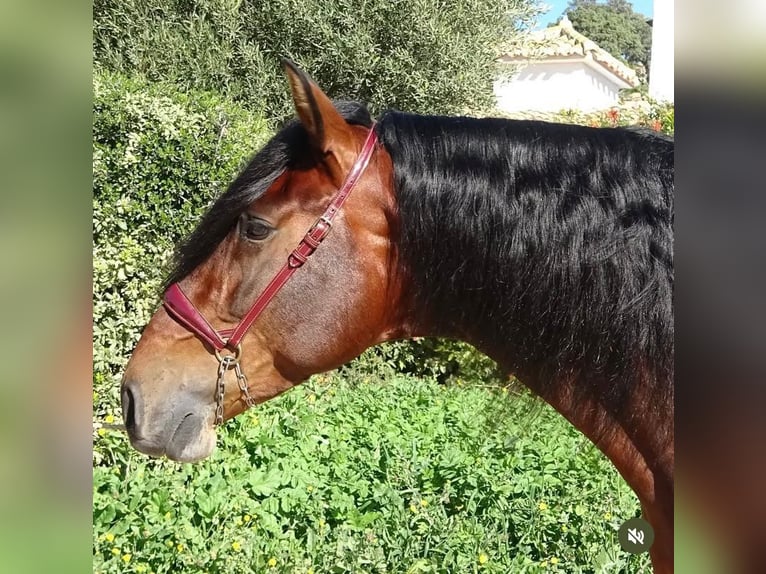 PRE Mix Hengst 4 Jaar 170 cm Bruin in Campo De Camara (Almogia)