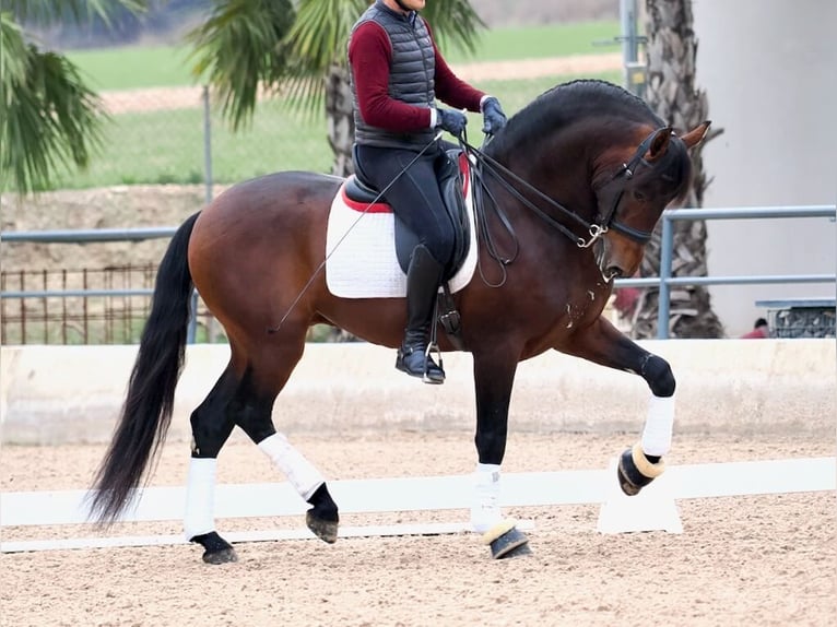 PRE Mix Hengst 4 Jaar 170 cm Bruin in Navas Del Madroño