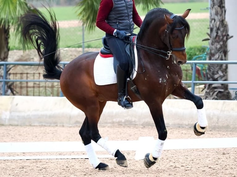 PRE Mix Hengst 4 Jaar 170 cm Bruin in Navas Del Madroño