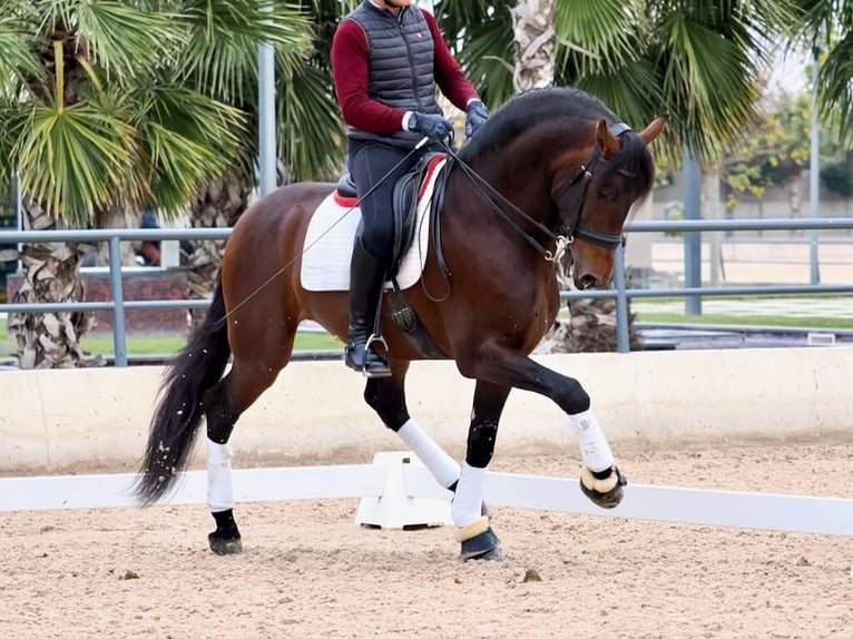 PRE Mix Hengst 4 Jaar 170 cm Bruin in Navas Del Madroño