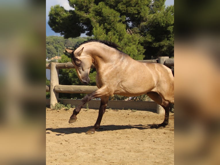 PRE Mix Hengst 4 Jaar 170 cm Buckskin in Barcelona