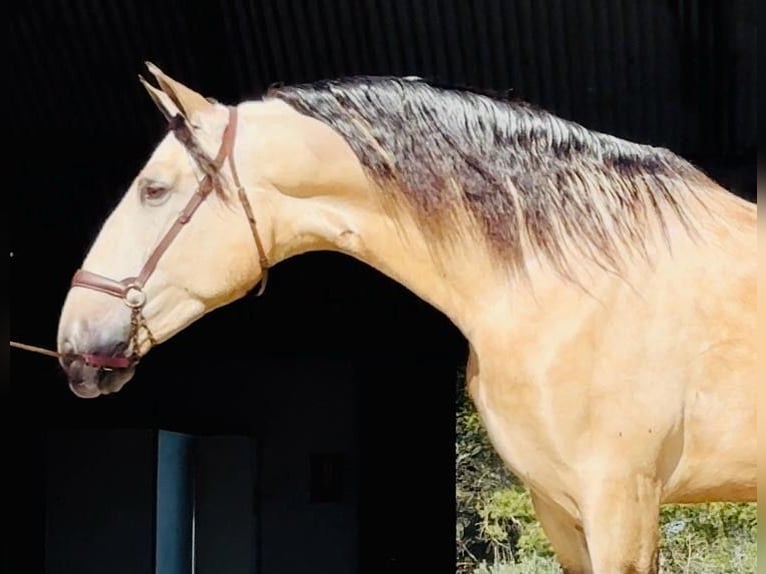 PRE Mix Hengst 4 Jaar 170 cm Buckskin in Barcelona