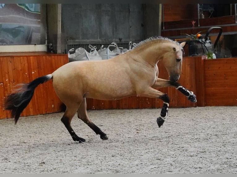 PRE Mix Hengst 4 Jaar 170 cm Buckskin in HEUVELLAND