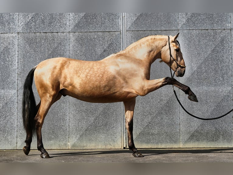 PRE Mix Hengst 4 Jaar 170 cm Buckskin in HEUVELLAND