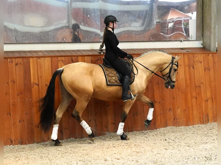 PRE Mix Hengst 4 Jaar 170 cm Buckskin in HEUVELLAND