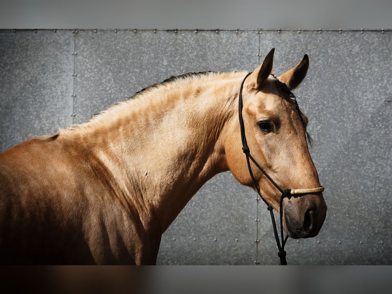 PRE Mix Hengst 4 Jaar 170 cm Buckskin in HEUVELLAND