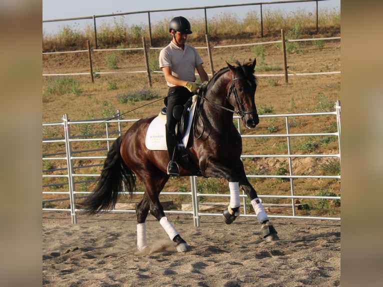 PRE Mix Hengst 4 Jaar 170 cm Donkerbruin in Madrid