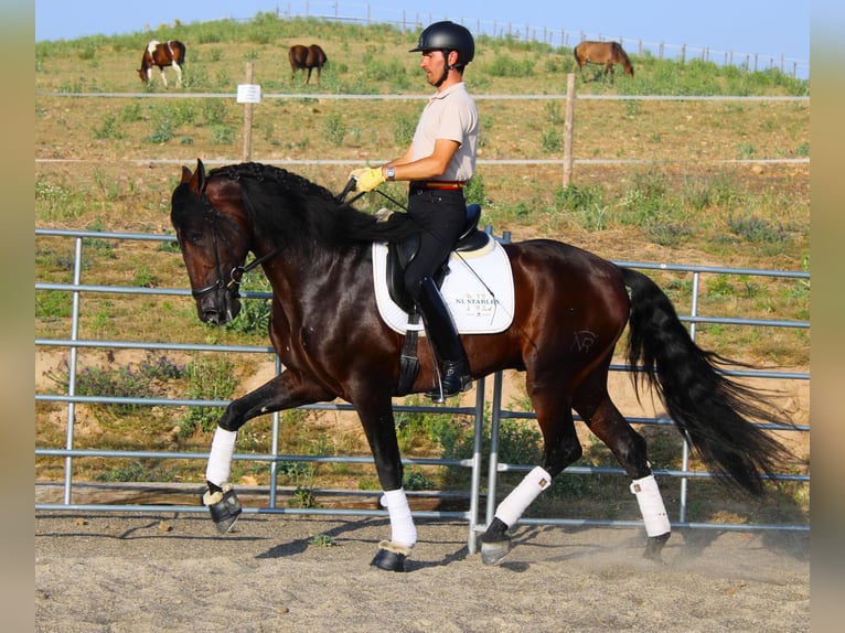 PRE Mix Hengst 4 Jaar 170 cm Donkerbruin in Madrid