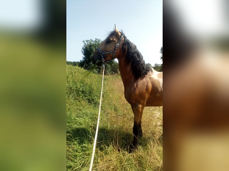 PRE Mix Hengst 4 Jaar 170 cm Falbe in Maisonnais