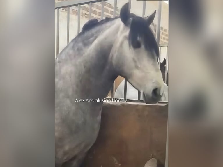 PRE Mix Hengst 4 Jaar 170 cm Schimmel in Sevilla