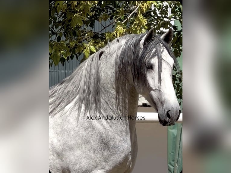 PRE Mix Hengst 4 Jaar 170 cm Schimmel in Sevilla