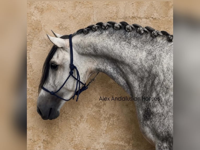 PRE Mix Hengst 4 Jaar 170 cm Schimmel in Sevilla