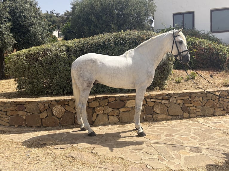 PRE Mix Hengst 4 Jaar 170 cm Schimmel in Villanueva De La Concepcion