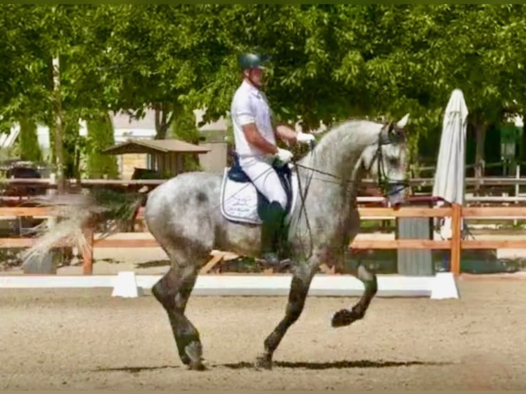 PRE Hengst 4 Jaar 170 cm Schimmel in Tarifa