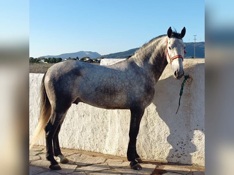 PRE Hengst 4 Jaar 170 cm Schimmel in Tarifa