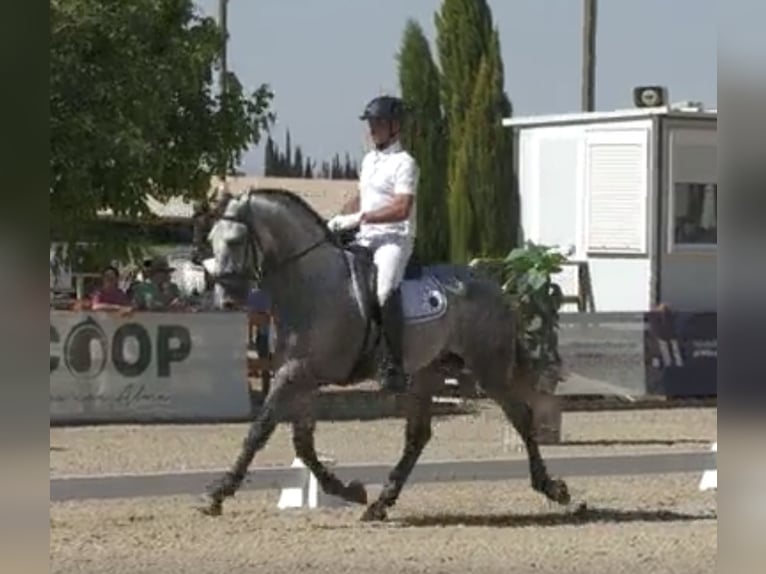 PRE Hengst 4 Jaar 170 cm Schimmel in Tarifa