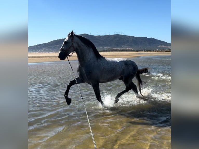 PRE Hengst 4 Jaar 170 cm Schimmel in Tarifa