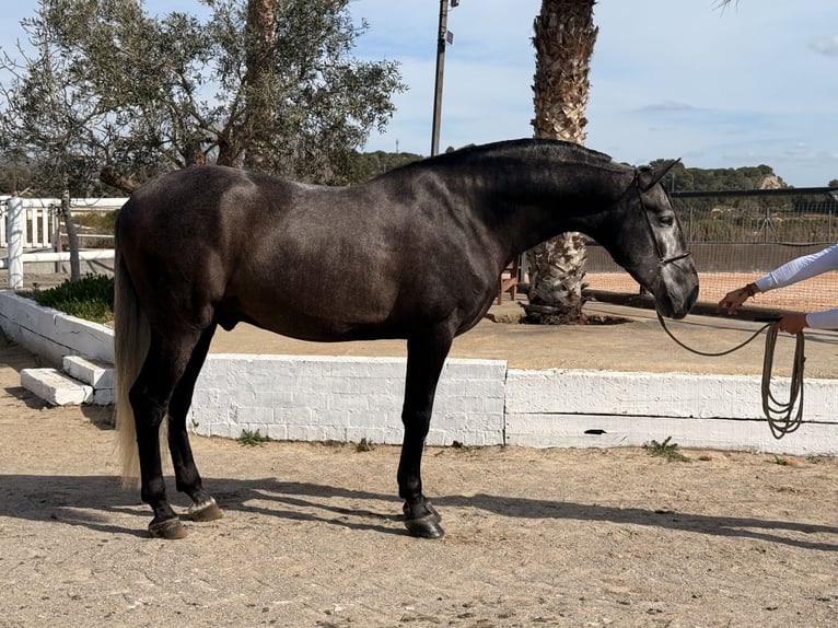 PRE Mix Hengst 4 Jaar 170 cm Schimmel in Cubelles