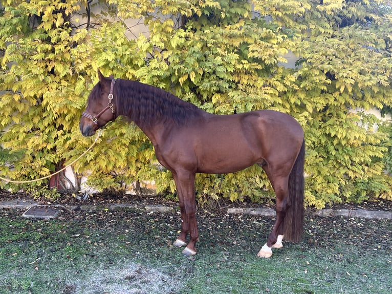 PRE Hengst 4 Jaar 170 cm Vos in Albacete