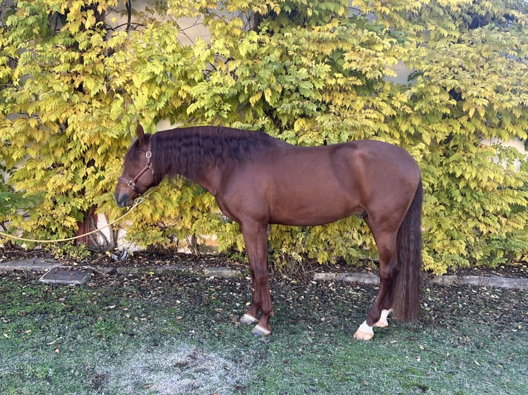 PRE Hengst 4 Jaar 170 cm Vos in Albacete