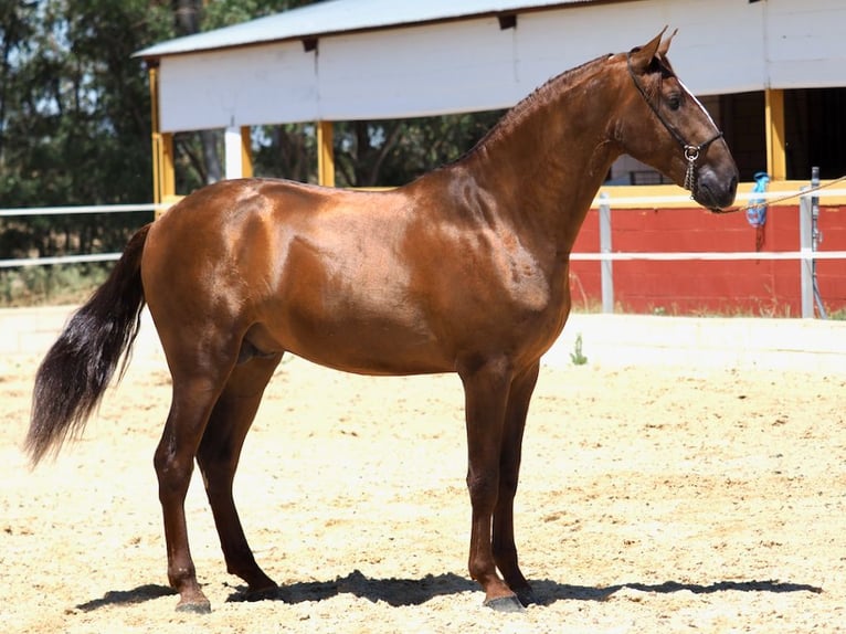 PRE Mix Hengst 4 Jaar 170 cm Vos in Navas Del Madroño