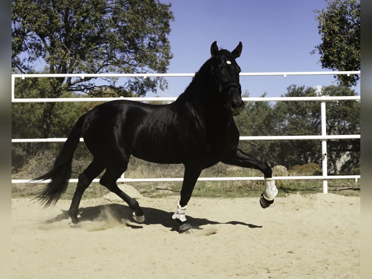 PRE Mix Hengst 4 Jaar 170 cm Zwart in MADRID