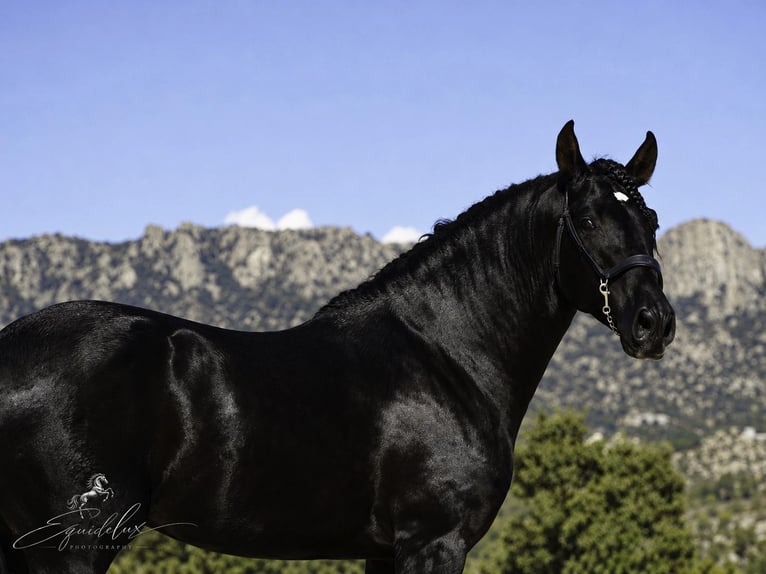 PRE Mix Hengst 4 Jaar 170 cm Zwart in MADRID