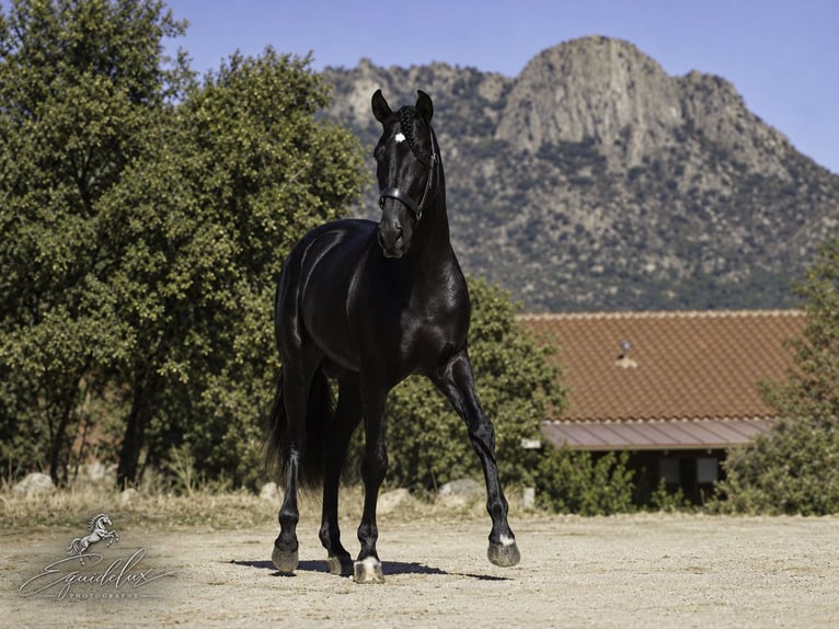 PRE Mix Hengst 4 Jaar 170 cm Zwart in MADRID