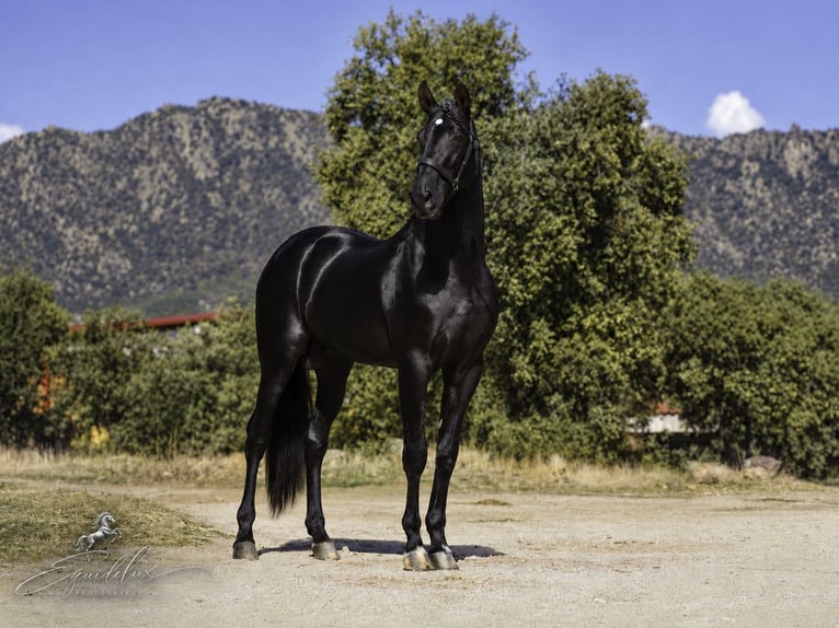 PRE Mix Hengst 4 Jaar 170 cm Zwart in MADRID
