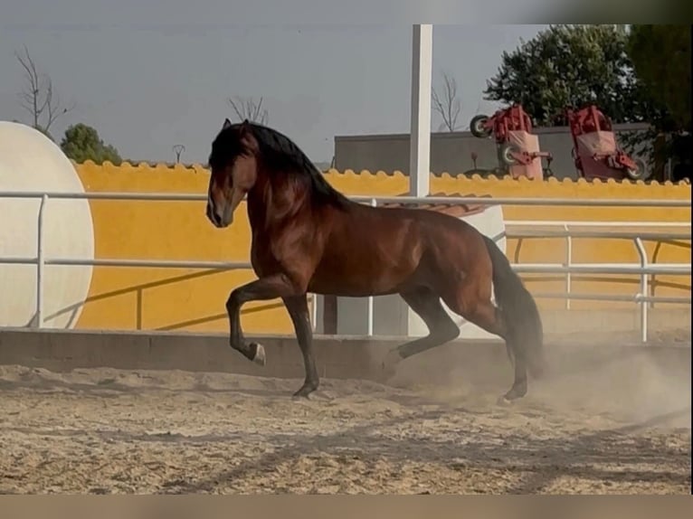 PRE Hengst 4 Jaar 171 cm Bruin in Villaconejos