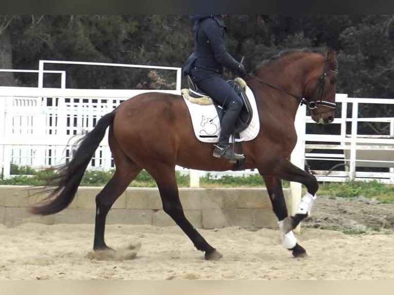 PRE Mix Hengst 4 Jaar 171 cm Bruin in Barcelona