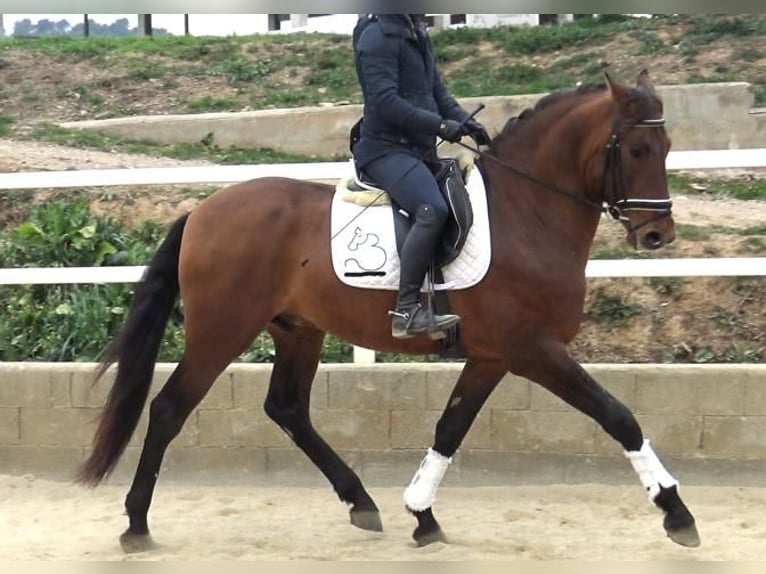 PRE Mix Hengst 4 Jaar 171 cm Bruin in Barcelona