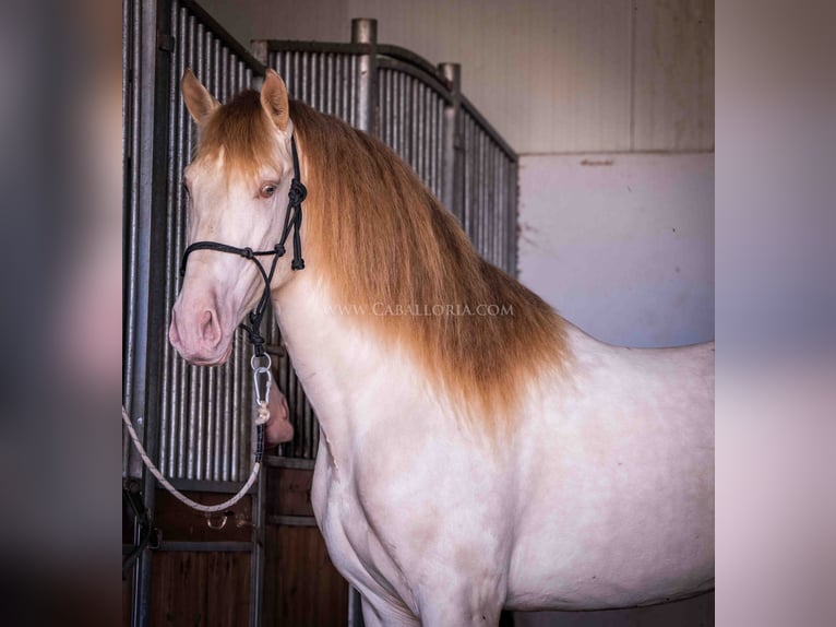 PRE Hengst 4 Jaar 171 cm Perlino in Rafelguaraf