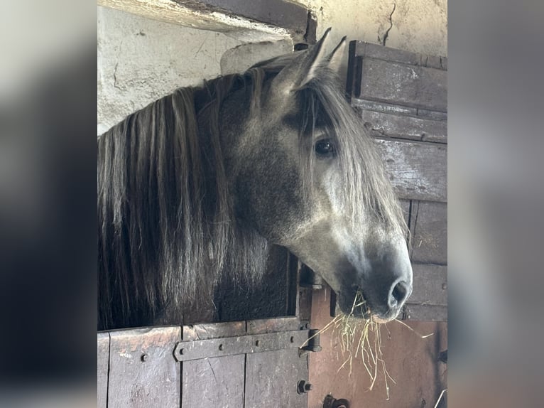 PRE Hengst 4 Jaar 171 cm Schimmel in Münster