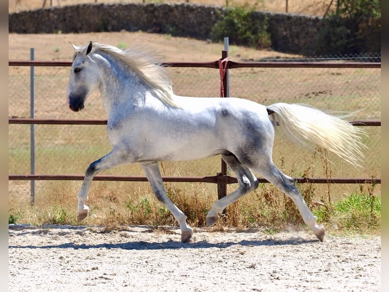 PRE Mix Hengst 4 Jaar 171 cm Schimmel in Navas Del Madroño