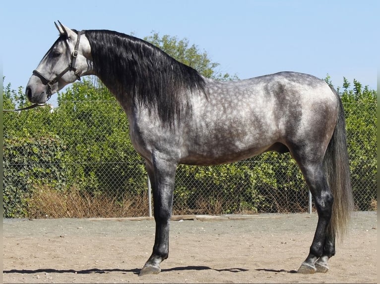 PRE Mix Hengst 4 Jaar 171 cm Schimmel in Murcia