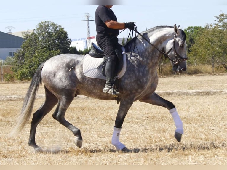 PRE Mix Hengst 4 Jaar 171 cm Schimmel in Murcia