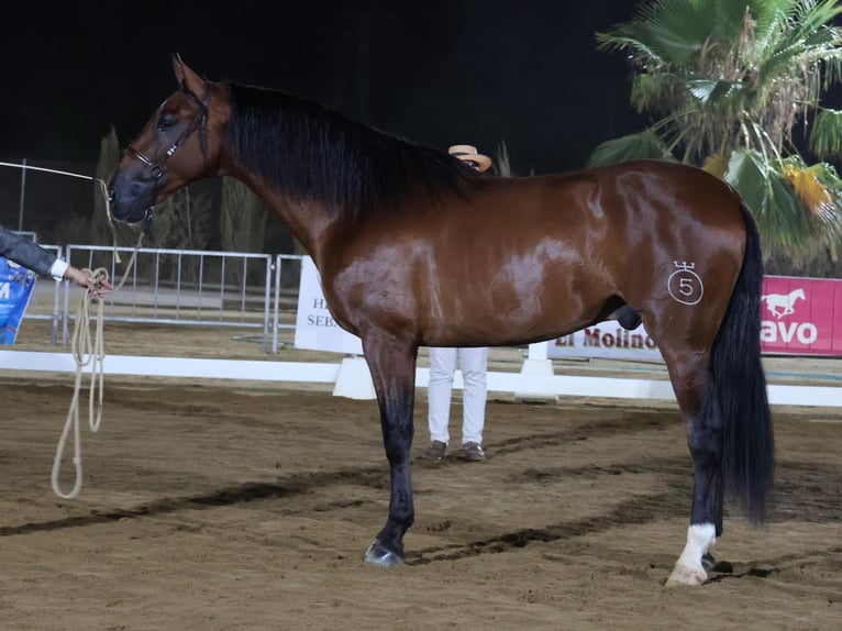 PRE Hengst 4 Jaar 172 cm in Albacete