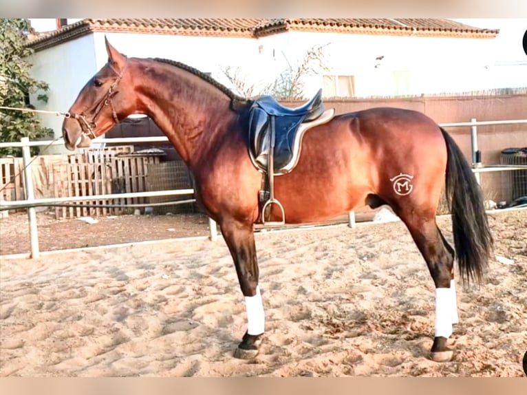 PRE Hengst 4 Jaar 172 cm Bruin in Cadiz