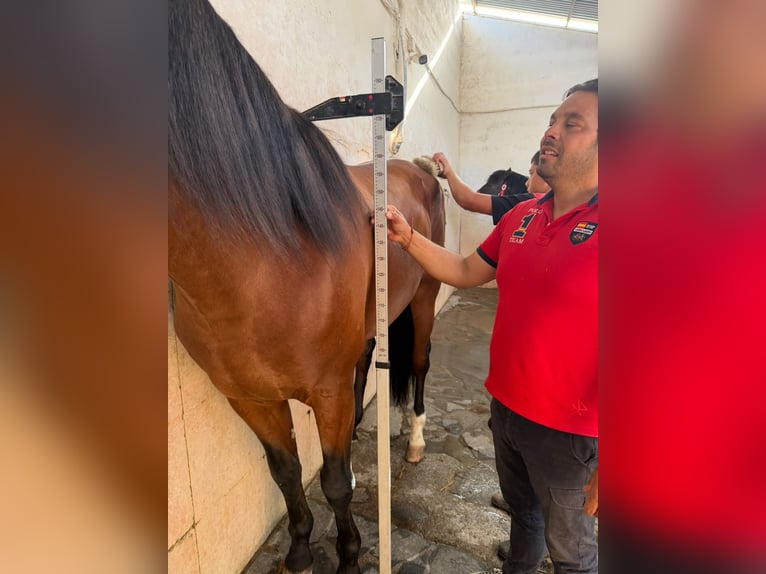 PRE Hengst 4 Jaar 172 cm Bruin in Granada