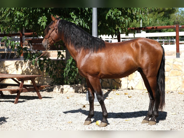 PRE Mix Hengst 4 Jaar 172 cm Bruin in Hamburg