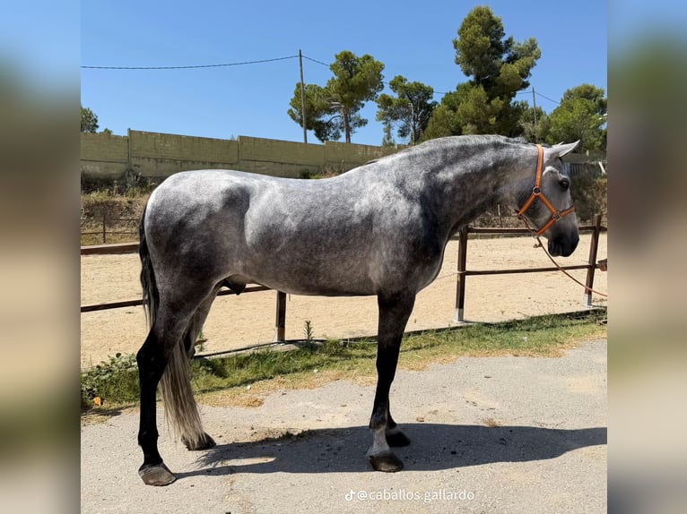 PRE Mix Hengst 4 Jaar 172 cm Schimmel in Terrassa