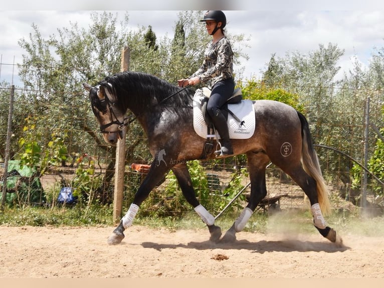 PRE Hengst 4 Jaar 172 cm Schimmel in Provinz Granada