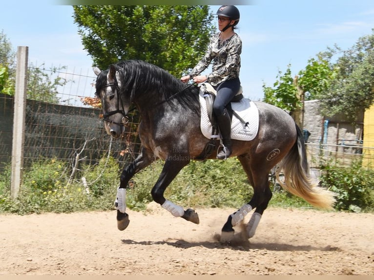 PRE Hengst 4 Jaar 172 cm Schimmel in Provinz Granada