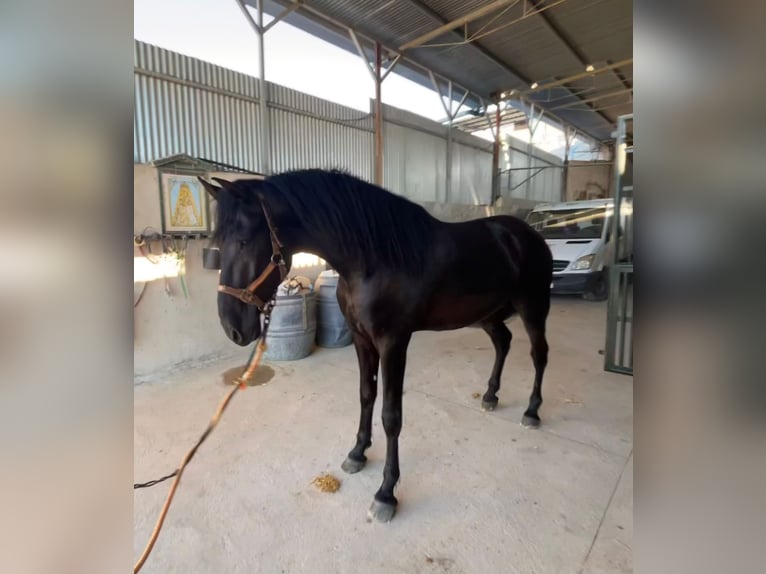 PRE Hengst 4 Jaar 172 cm Zwart in Villanueva Rio Segura