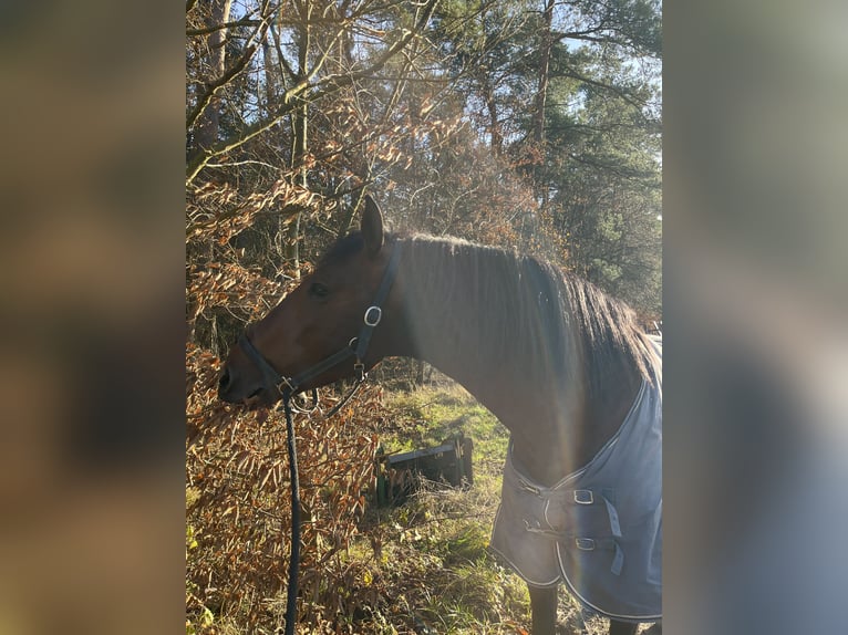 PRE Hengst 4 Jaar 173 cm Bruin in Hamburg Rahlstedt