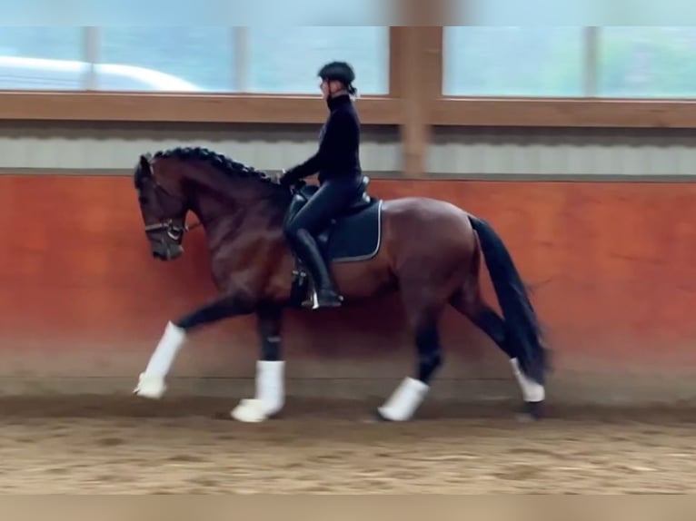 PRE Mix Hengst 4 Jaar 173 cm Bruin in Hamburg Rahlstedt