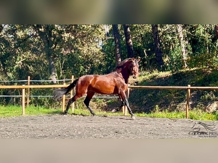 PRE Hengst 4 Jaar 173 cm Bruin in Barcelona