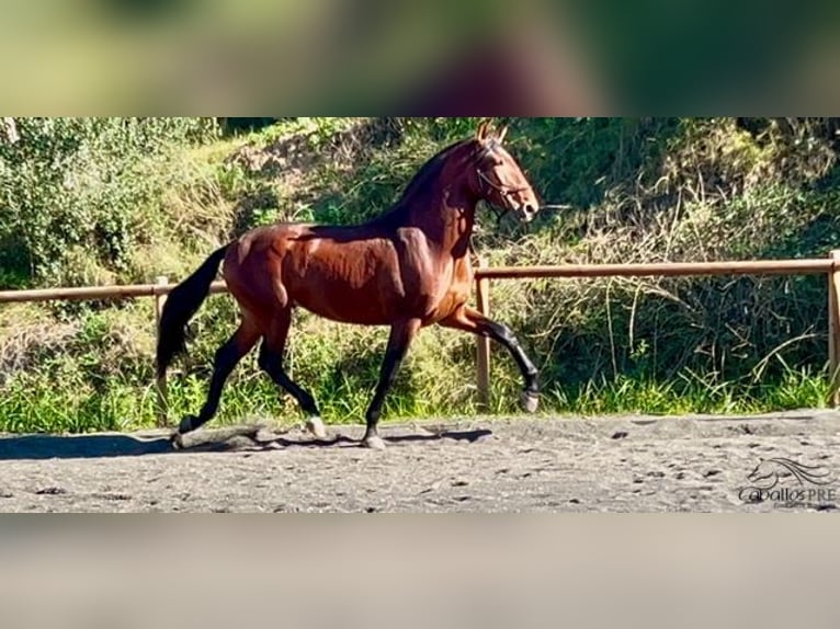 PRE Hengst 4 Jaar 173 cm Bruin in Barcelona